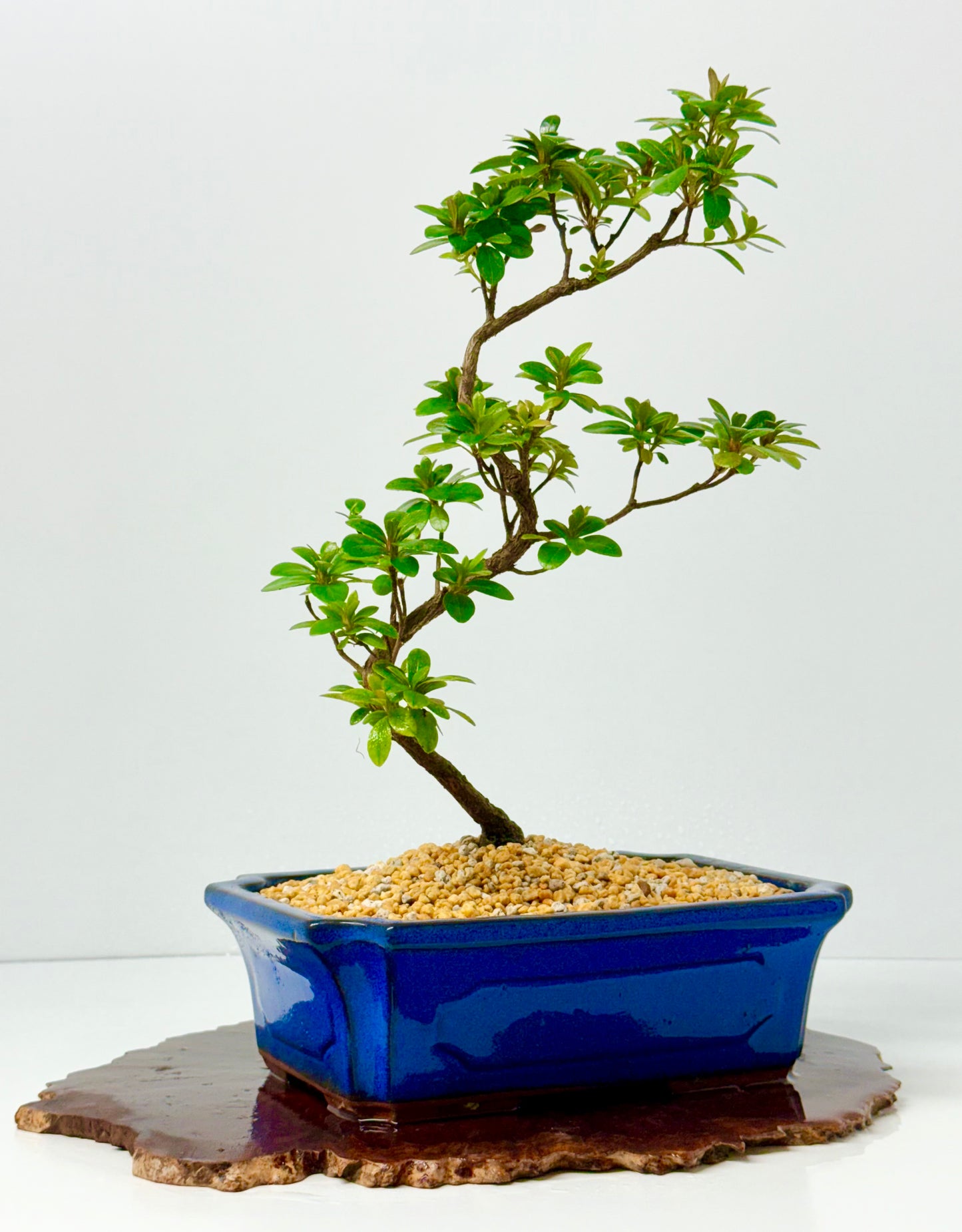 Satsuki Azalea Bonsai Tree – 40cm Flowering Bonsai