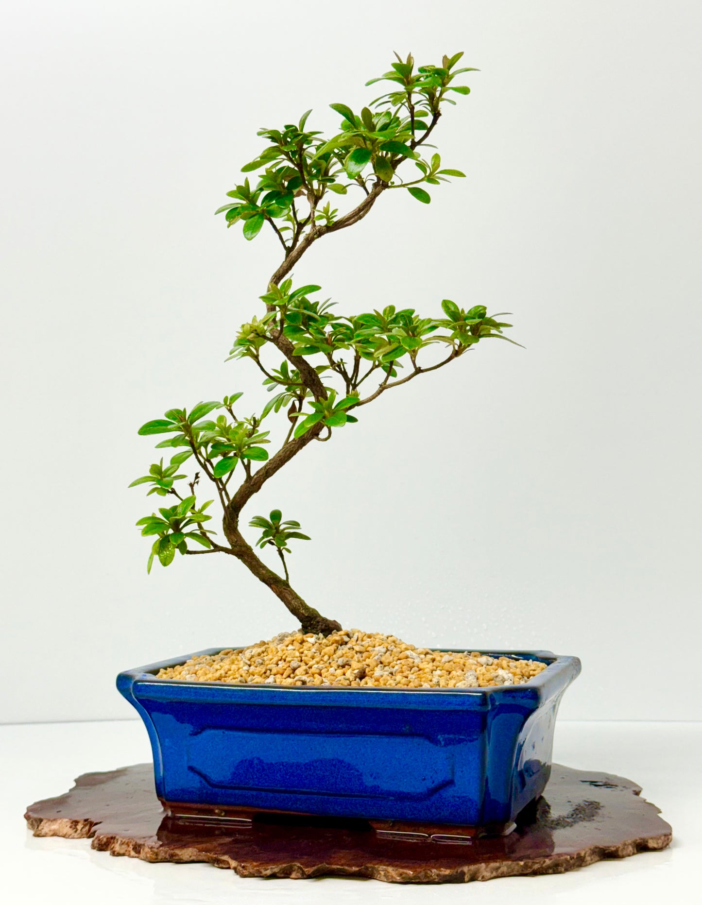 Satsuki Azalea Bonsai Tree – 40cm Flowering Bonsai