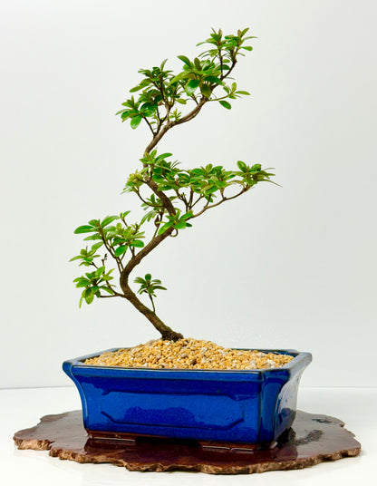 Satsuki Azalea Bonsai Tree – 40cm Flowering Bonsai