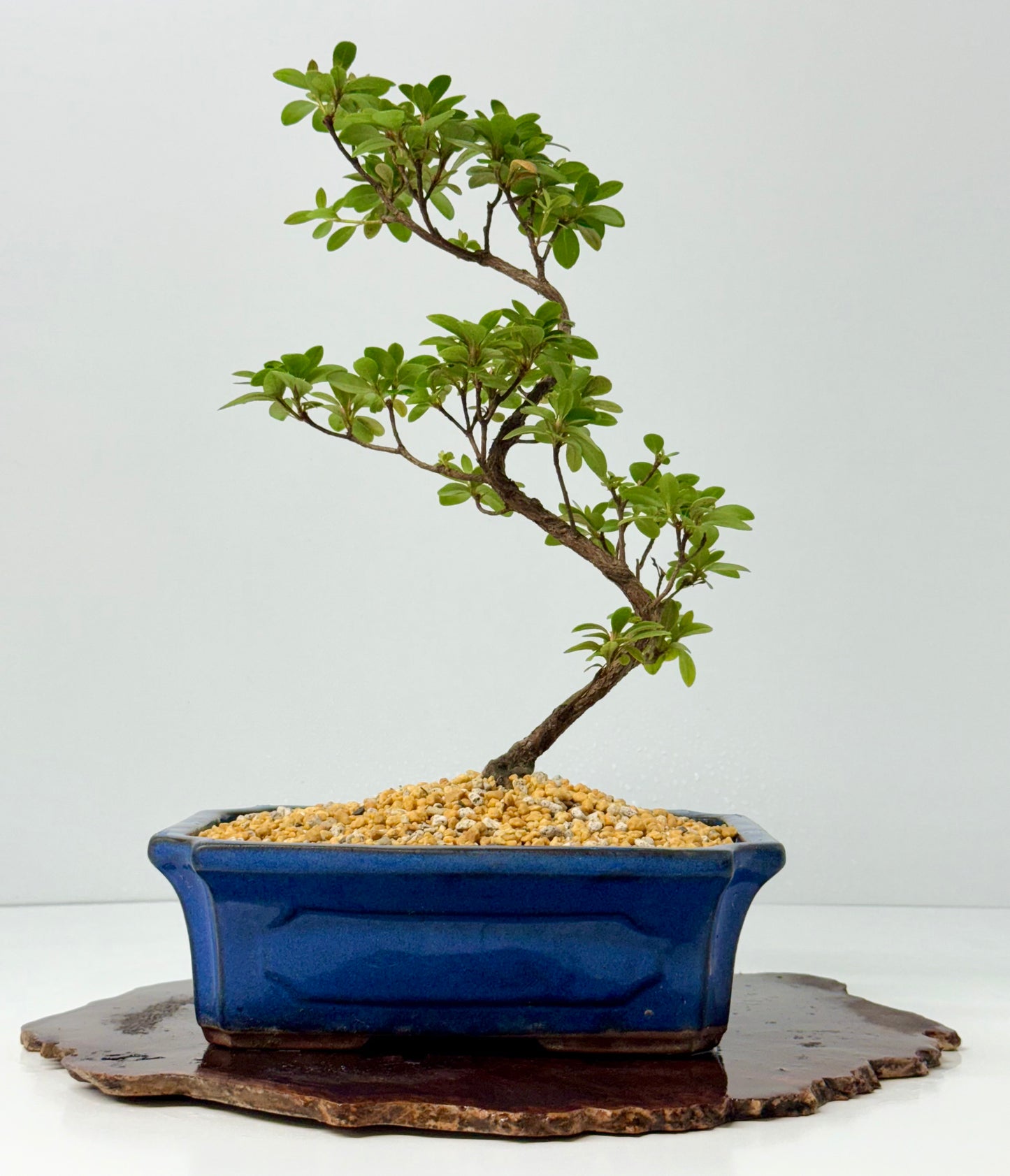 Satsuki Azalea Bonsai Tree – 40cm Flowering Bonsai