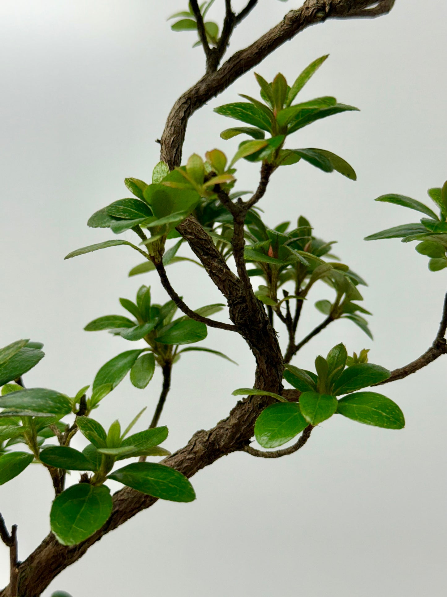 Satsuki Azalea Bonsai Tree – 40cm Flowering Bonsai