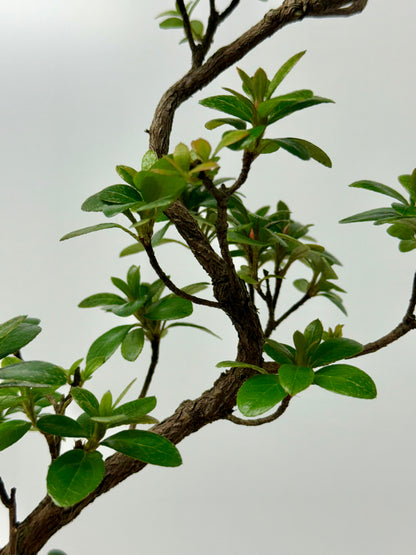 Satsuki Azalea Bonsai Tree – 40cm Flowering Bonsai