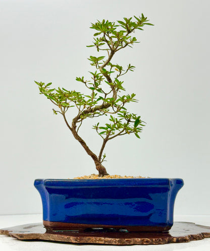 Satsuki Azalea Bonsai Tree – 37cm Flowering Bonsai