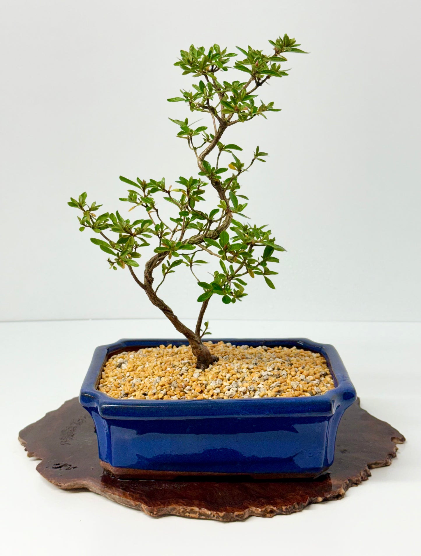 Satsuki Azalea Bonsai Tree – 37cm Flowering Bonsai