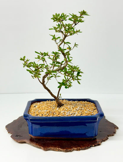Satsuki Azalea Bonsai Tree – 37cm Flowering Bonsai