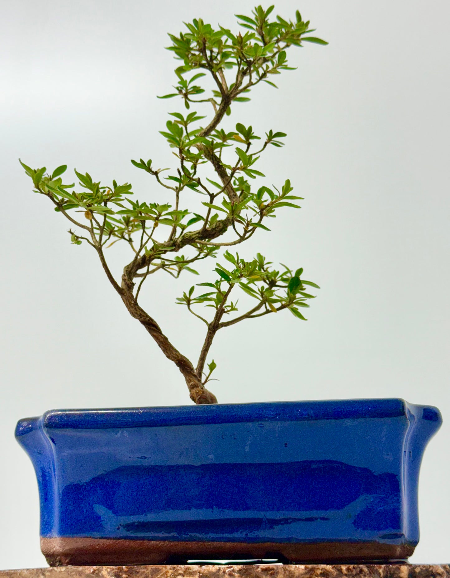 Satsuki Azalea Bonsai Tree – 37cm Flowering Bonsai