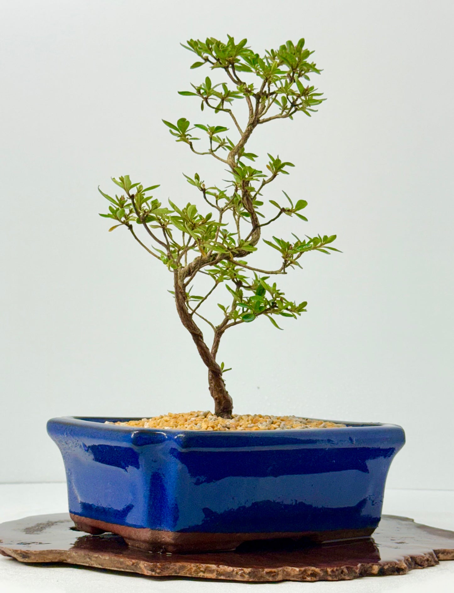 Satsuki Azalea Bonsai Tree – 37cm Flowering Bonsai