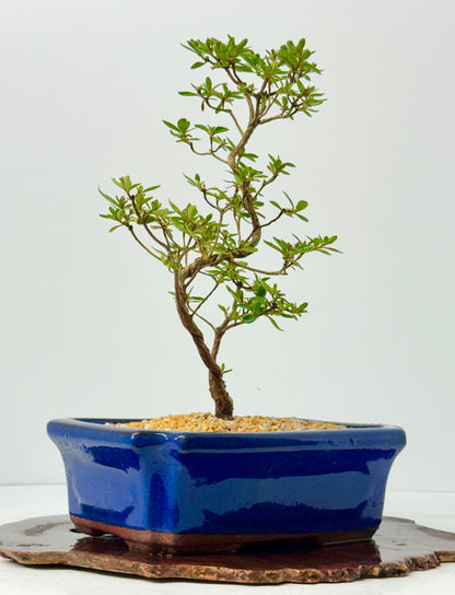 Satsuki Azalea Bonsai Tree – 37cm Flowering Bonsai