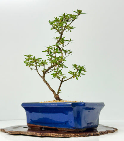Satsuki Azalea Bonsai Tree – 37cm Flowering Bonsai