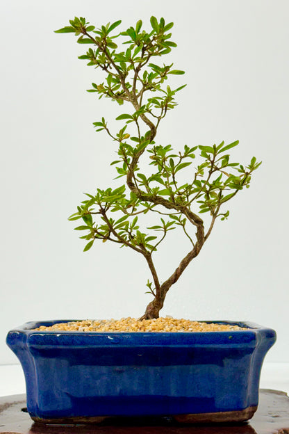 Satsuki Azalea Bonsai Tree – 37cm Flowering Bonsai