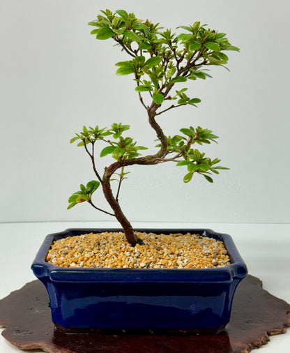 Satsuki Azalea Bonsai Tree – 37cm Flowering Bonsai