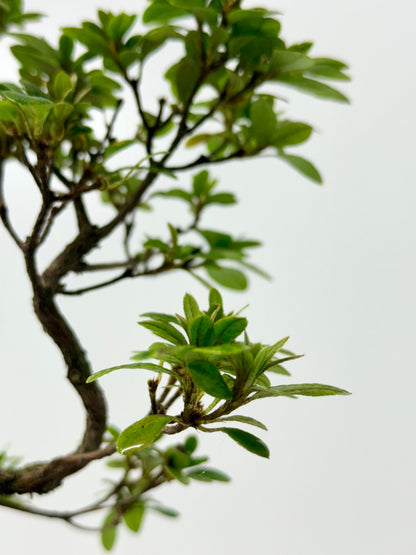 Satsuki Azalea Bonsai Tree – 37cm Flowering Bonsai