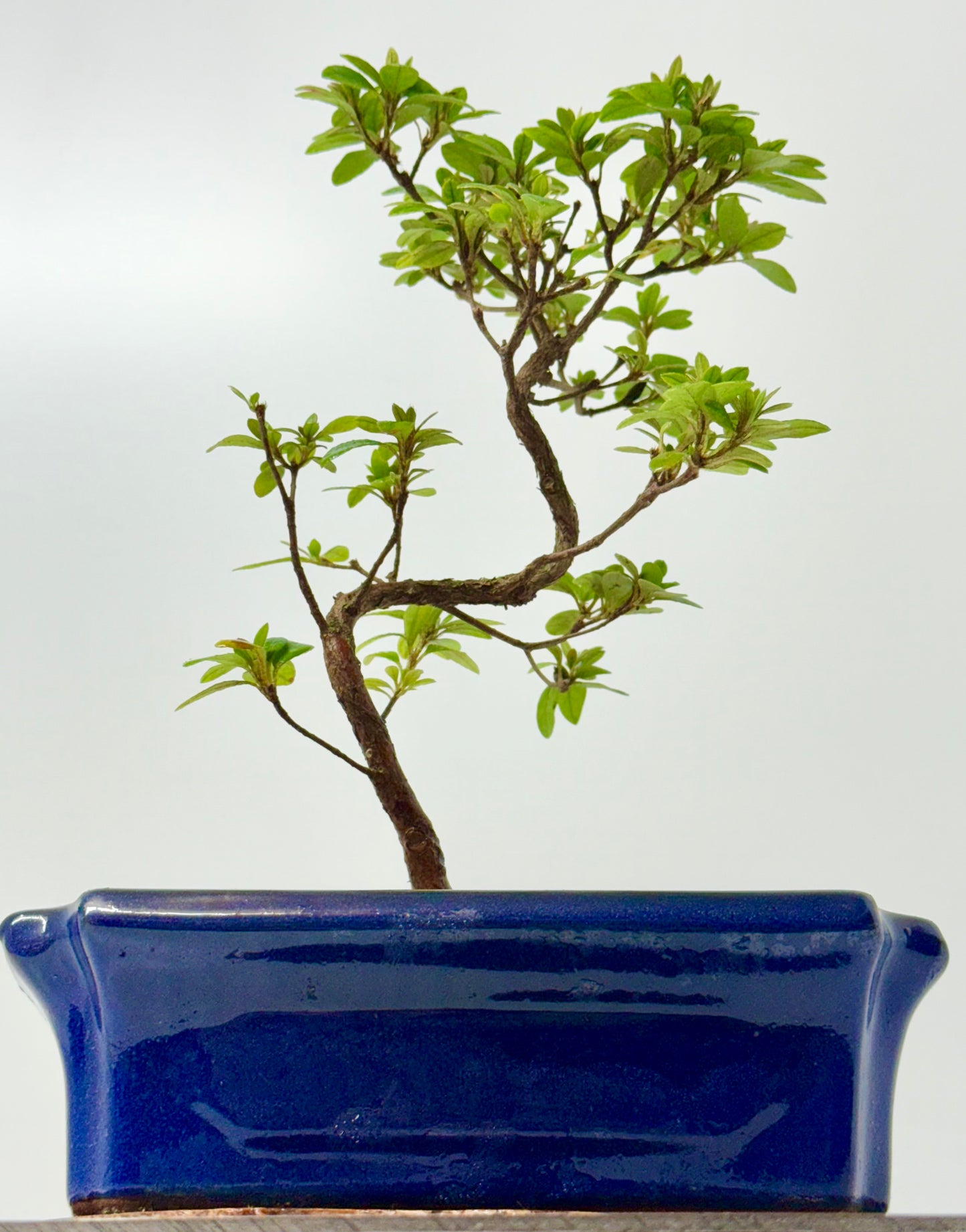 Satsuki Azalea Bonsai Tree – 35cm Flowering Bonsai