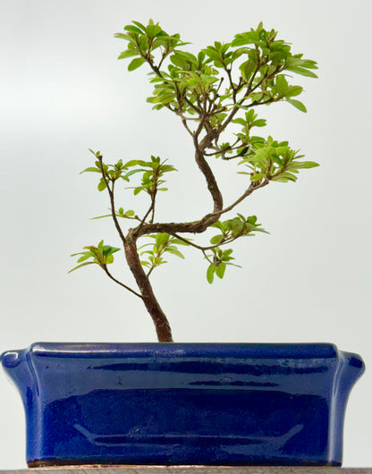 Satsuki Azalea Bonsai Tree – 35cm Flowering Bonsai