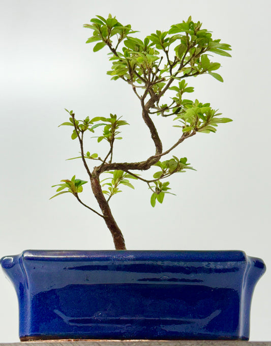 Satsuki Azalea Bonsai Tree – 35cm Flowering Bonsai