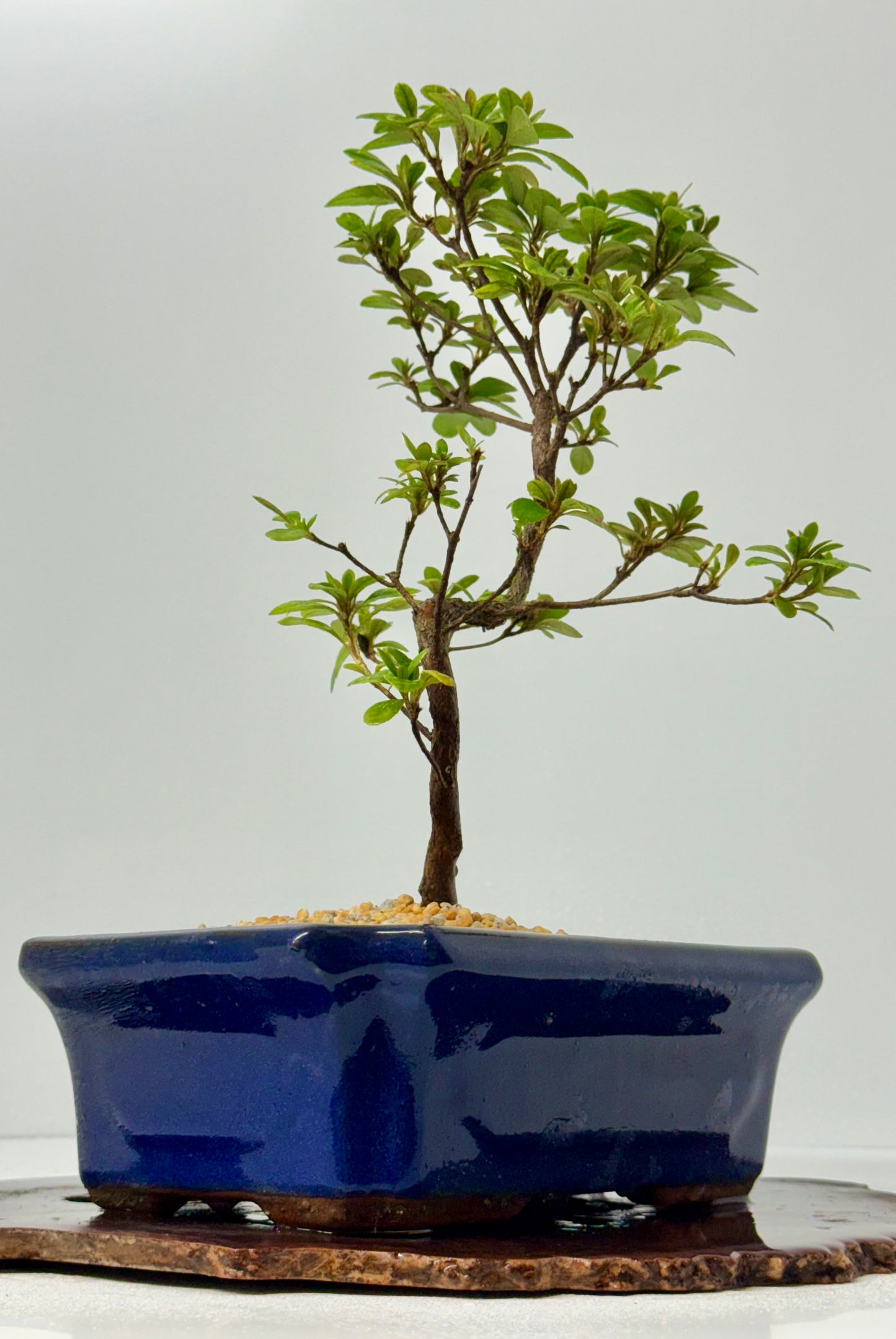 Satsuki Azalea Bonsai Tree – 35cm Flowering Bonsai