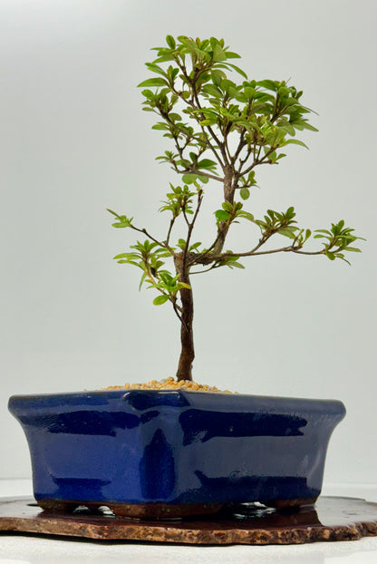 Satsuki Azalea Bonsai Tree – 35cm Flowering Bonsai