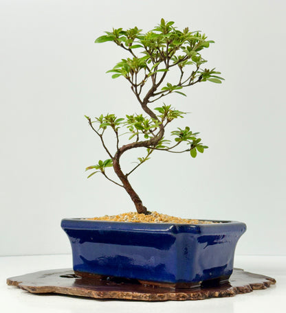 Satsuki Azalea Bonsai Tree – 35cm Flowering Bonsai