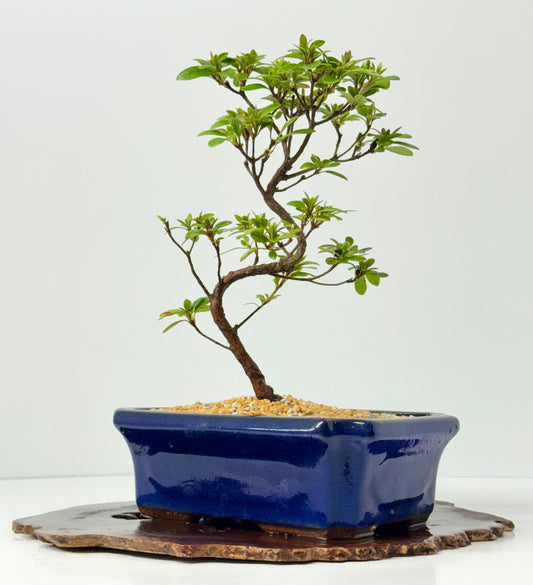 Satsuki Azalea Bonsai Tree – 35cm Flowering Bonsai