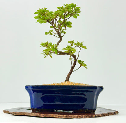 Satsuki Azalea Bonsai Tree – 35cm Flowering Bonsai