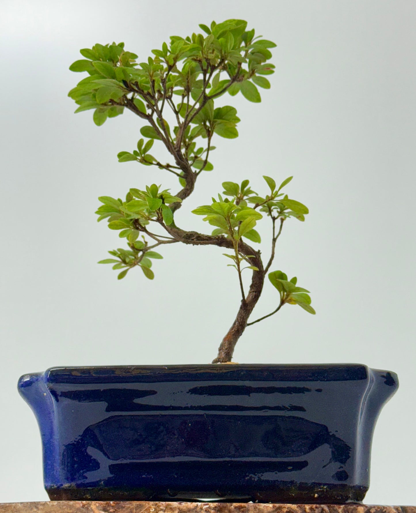 Satsuki Azalea Bonsai Tree – 35cm Flowering Bonsai