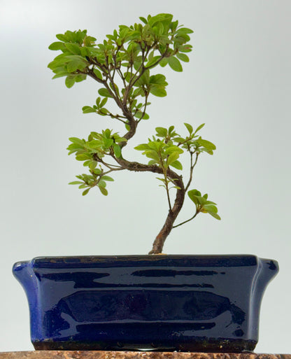 Satsuki Azalea Bonsai Tree – 35cm Flowering Bonsai