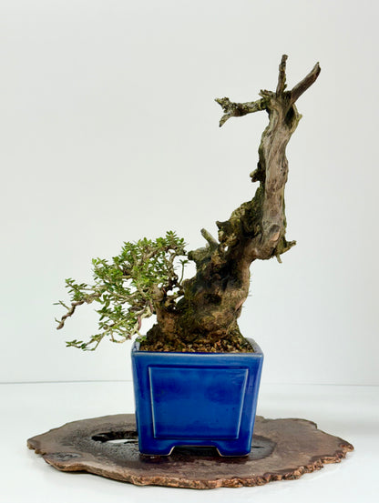 Olea Sylvestris - Olive bonsai tree 40cm