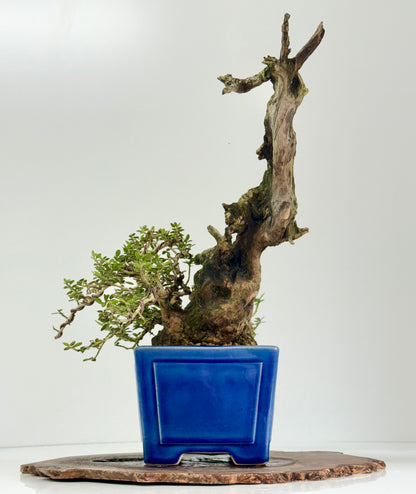 Olea Sylvestris - Olive bonsai tree 40cm
