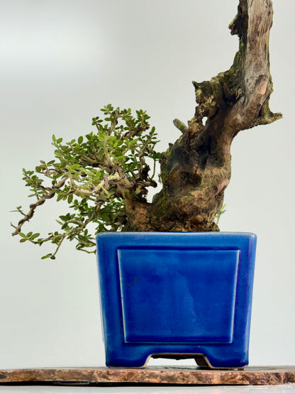 Olea Sylvestris - Olive bonsai tree 40cm