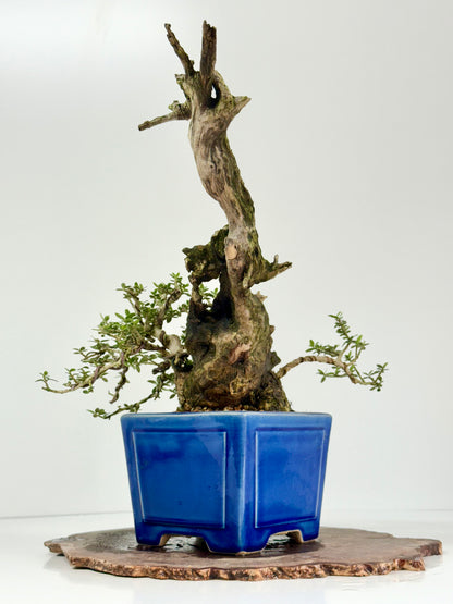 Olea Sylvestris - Olive bonsai tree 40cm