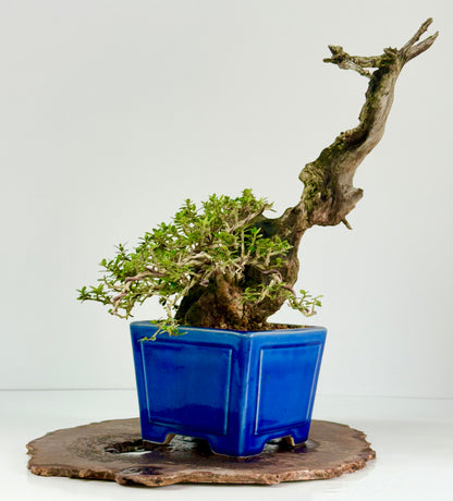 Olea Sylvestris - Olive bonsai tree 40cm
