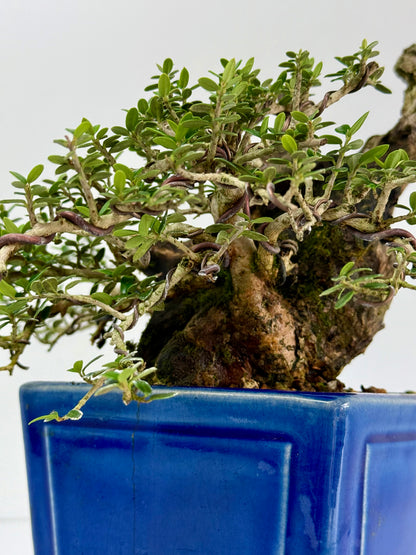 Olea Sylvestris - Olive bonsai tree 40cm