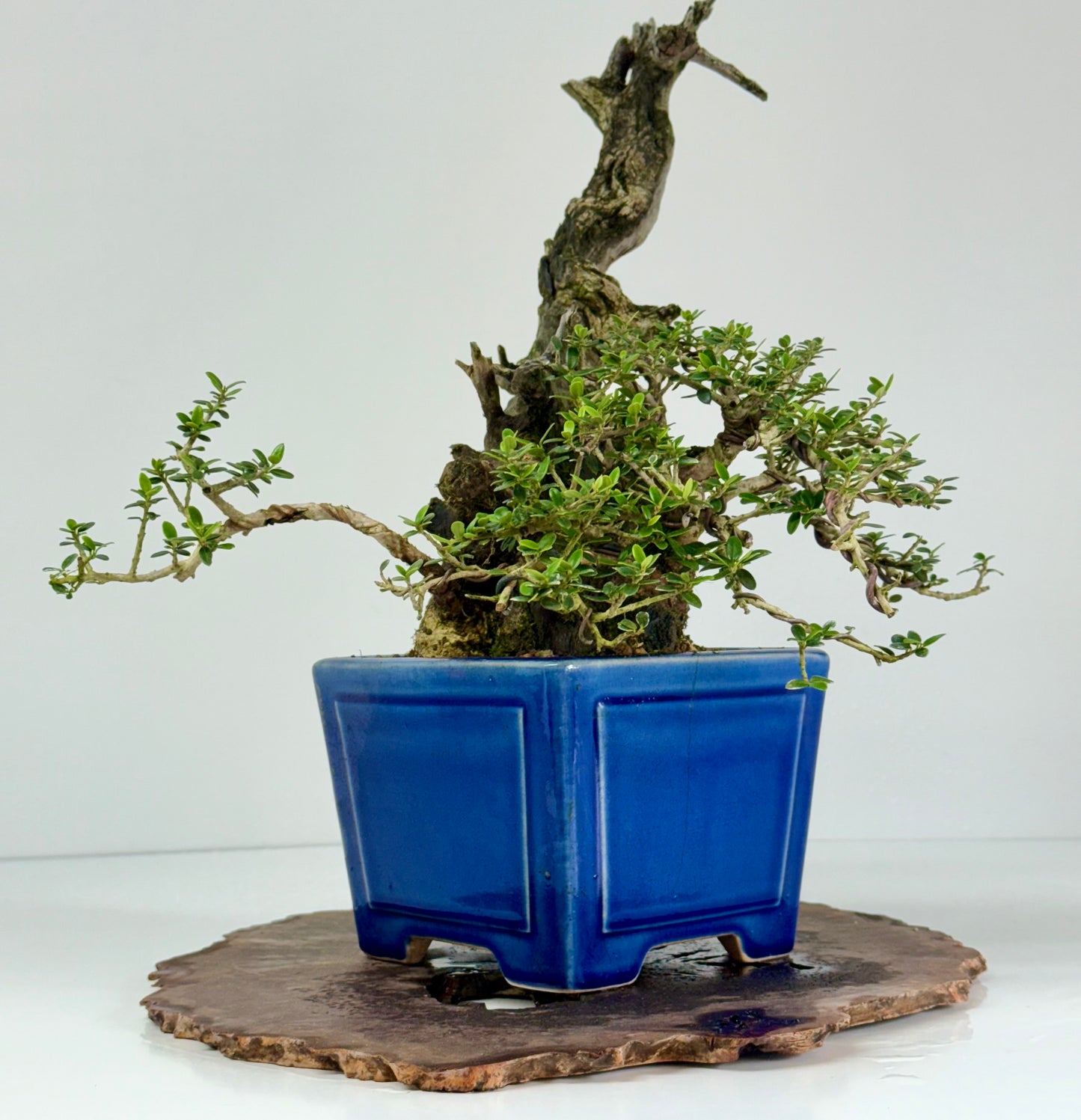 Olea Sylvestris - Olive bonsai tree 40cm