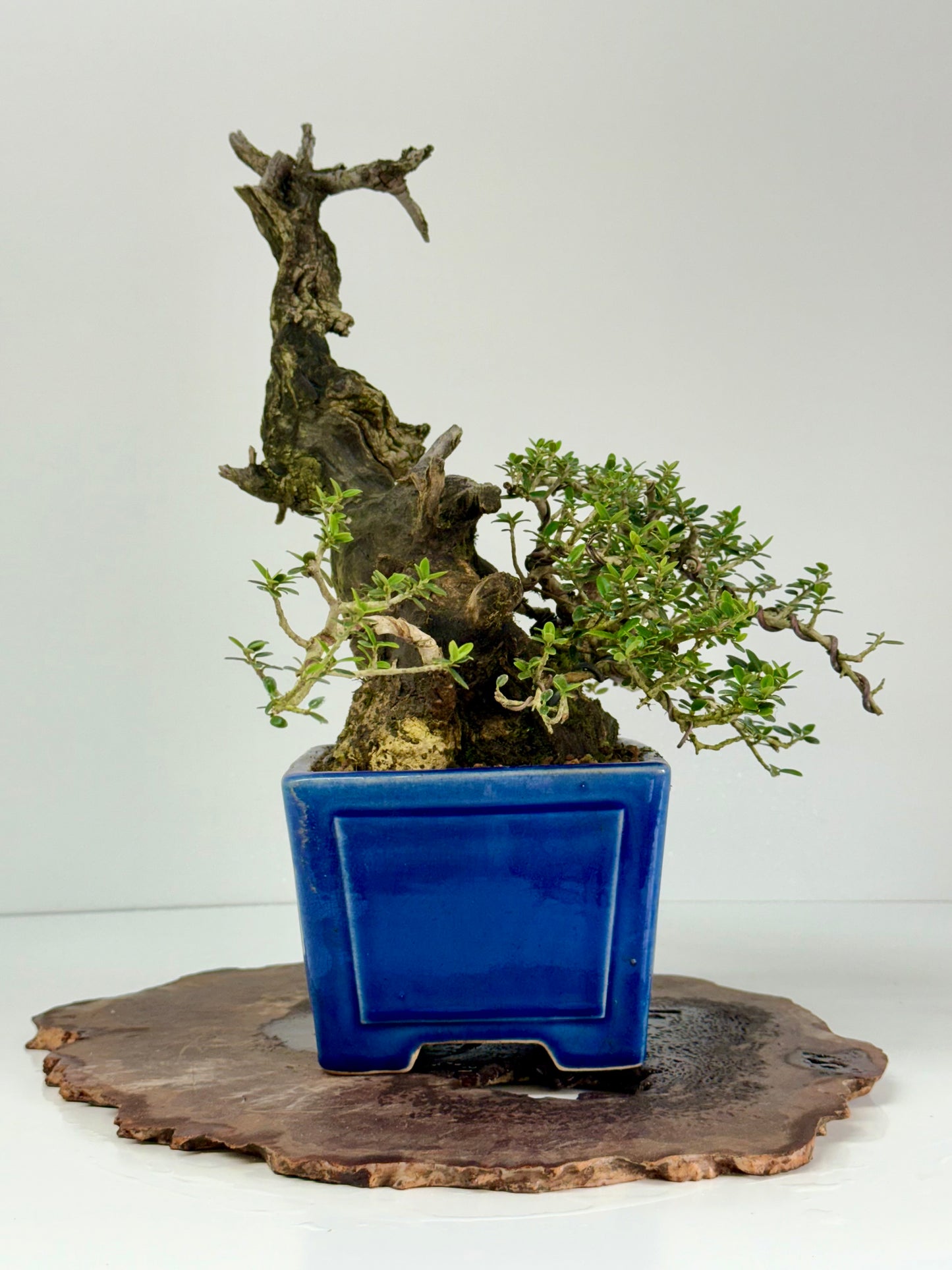 Olea Sylvestris - Olive bonsai tree 40cm