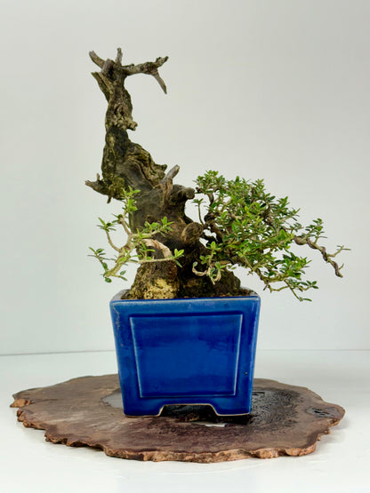 Olea Sylvestris - Olive bonsai tree 40cm