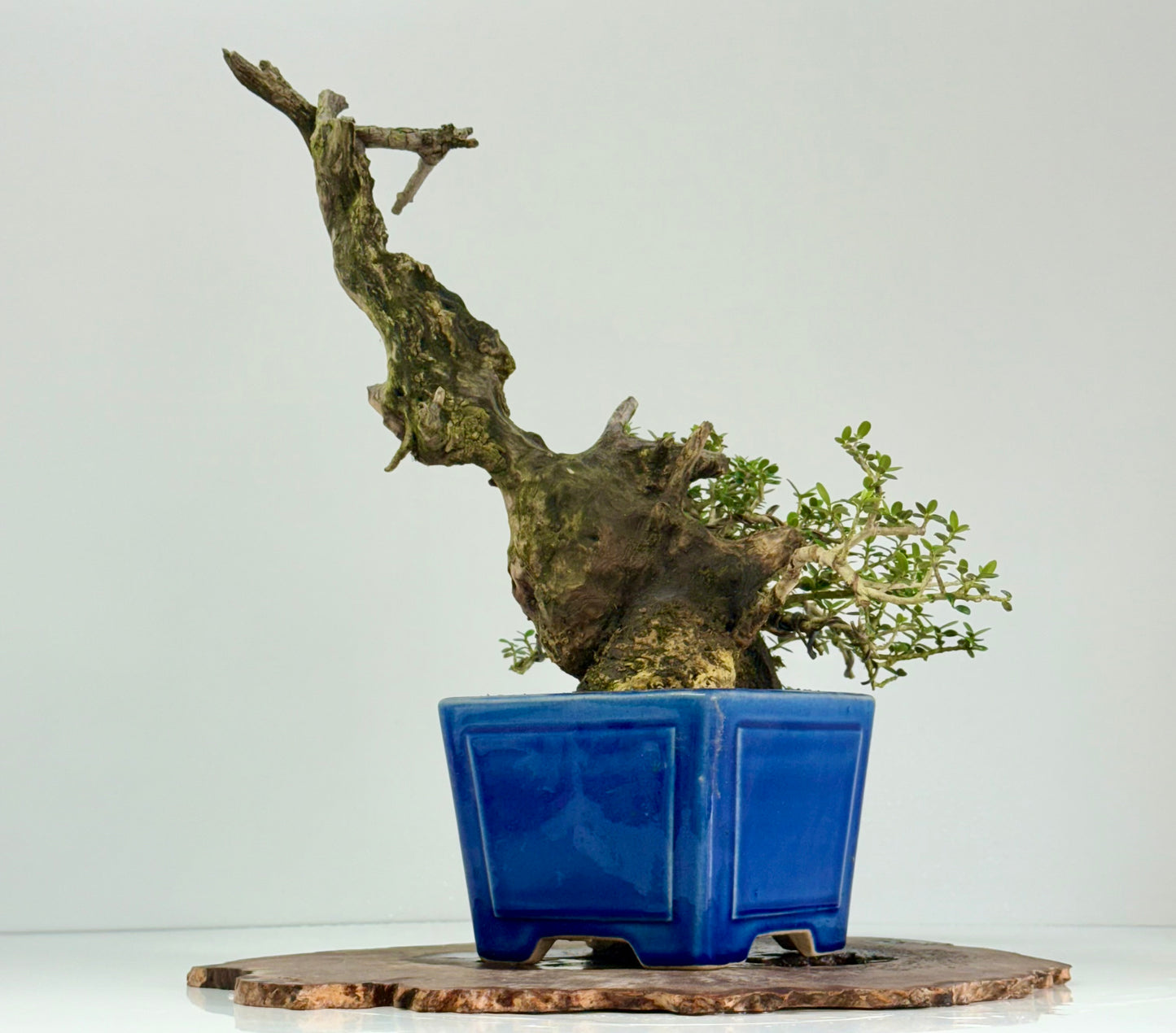 Olea Sylvestris - Olive bonsai tree 40cm