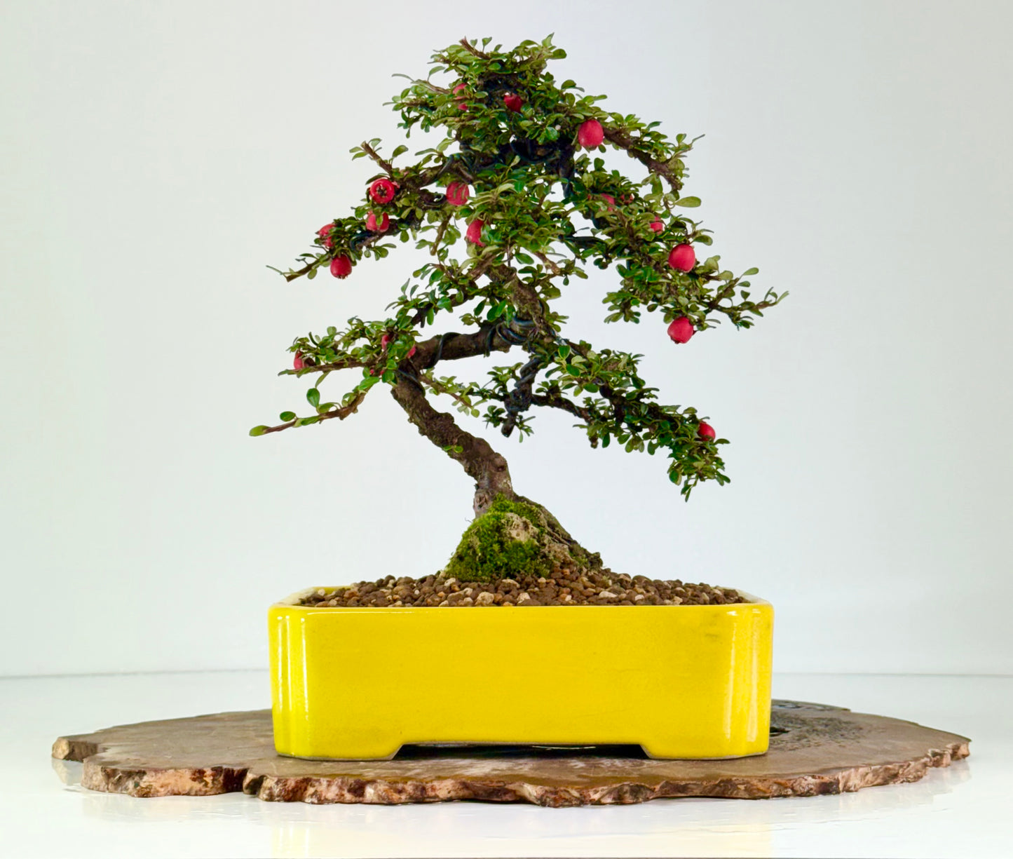 Cotoneaster on rock flowering bonsai tree 28cm