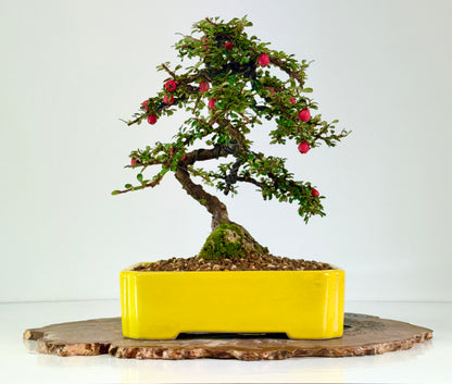 Cotoneaster on rock flowering bonsai tree 28cm
