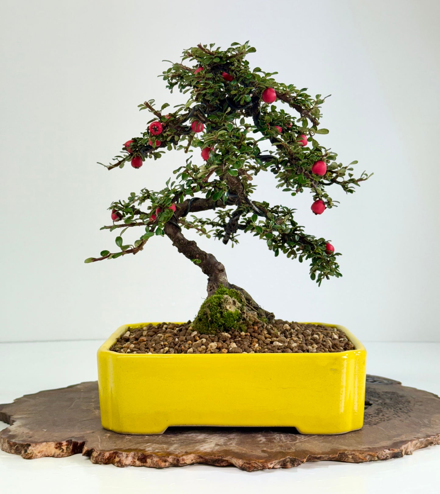 Cotoneaster on rock flowering bonsai tree 28cm
