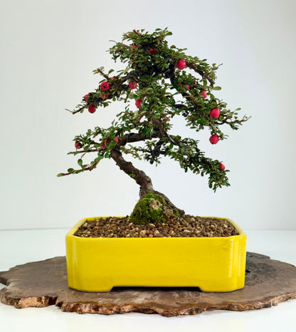 Cotoneaster on rock flowering bonsai tree 28cm