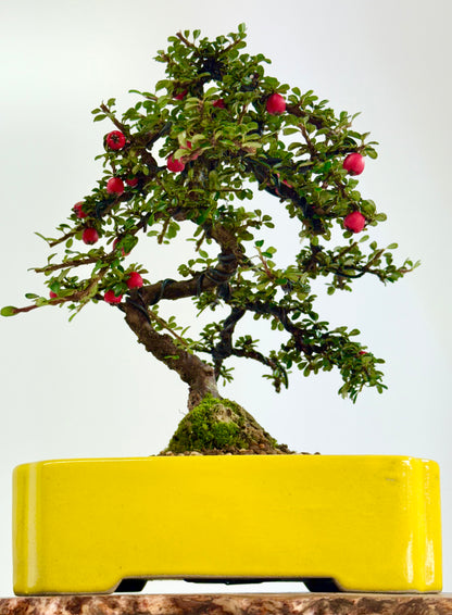 Cotoneaster on rock flowering bonsai tree 28cm