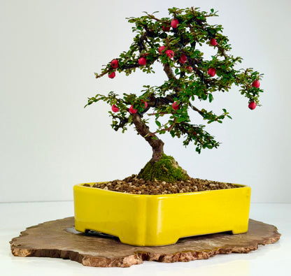 Cotoneaster on rock flowering bonsai tree 28cm