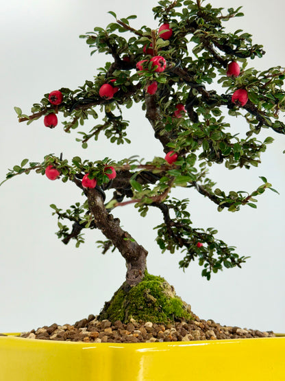 Cotoneaster on rock flowering bonsai tree 28cm