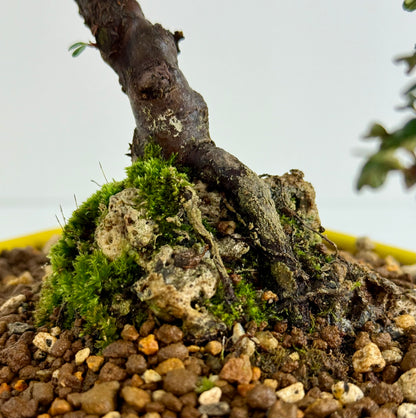 Cotoneaster on rock flowering bonsai tree 28cm