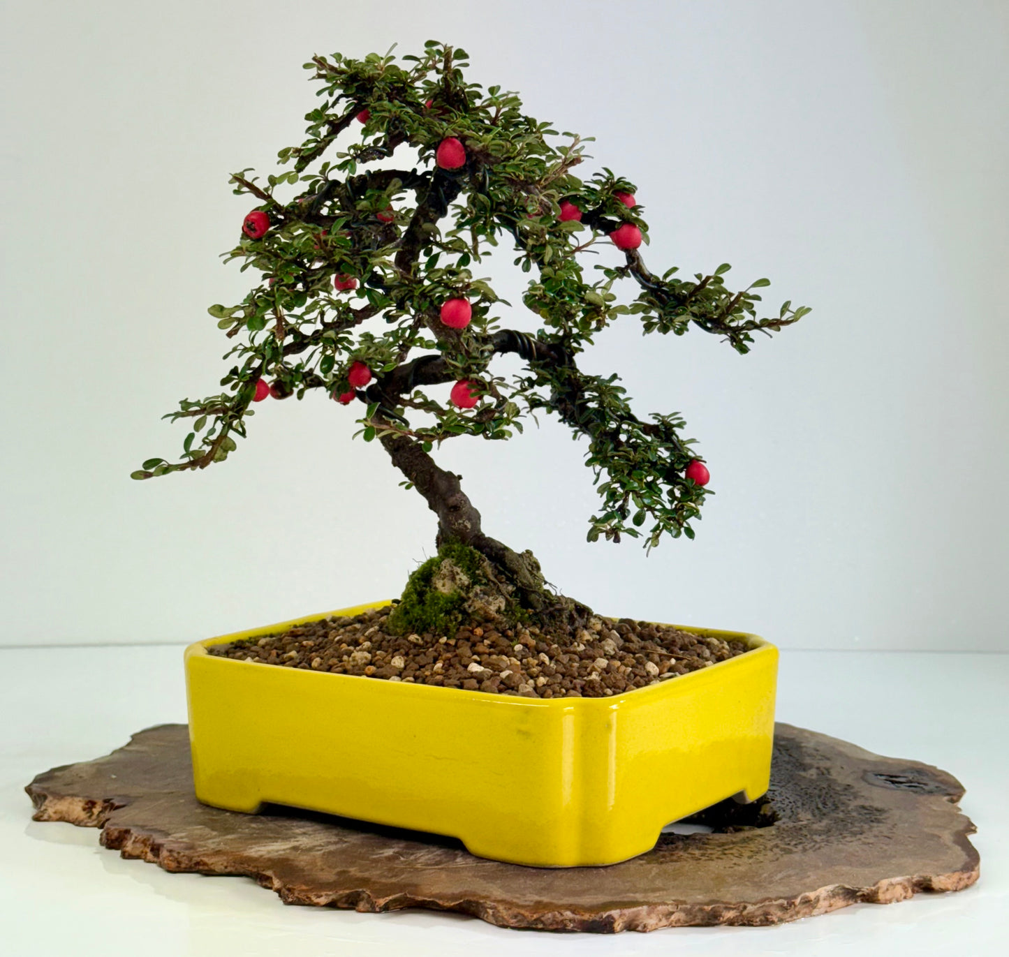 Cotoneaster on rock flowering bonsai tree 28cm