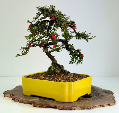 Cotoneaster on rock flowering bonsai tree 28cm