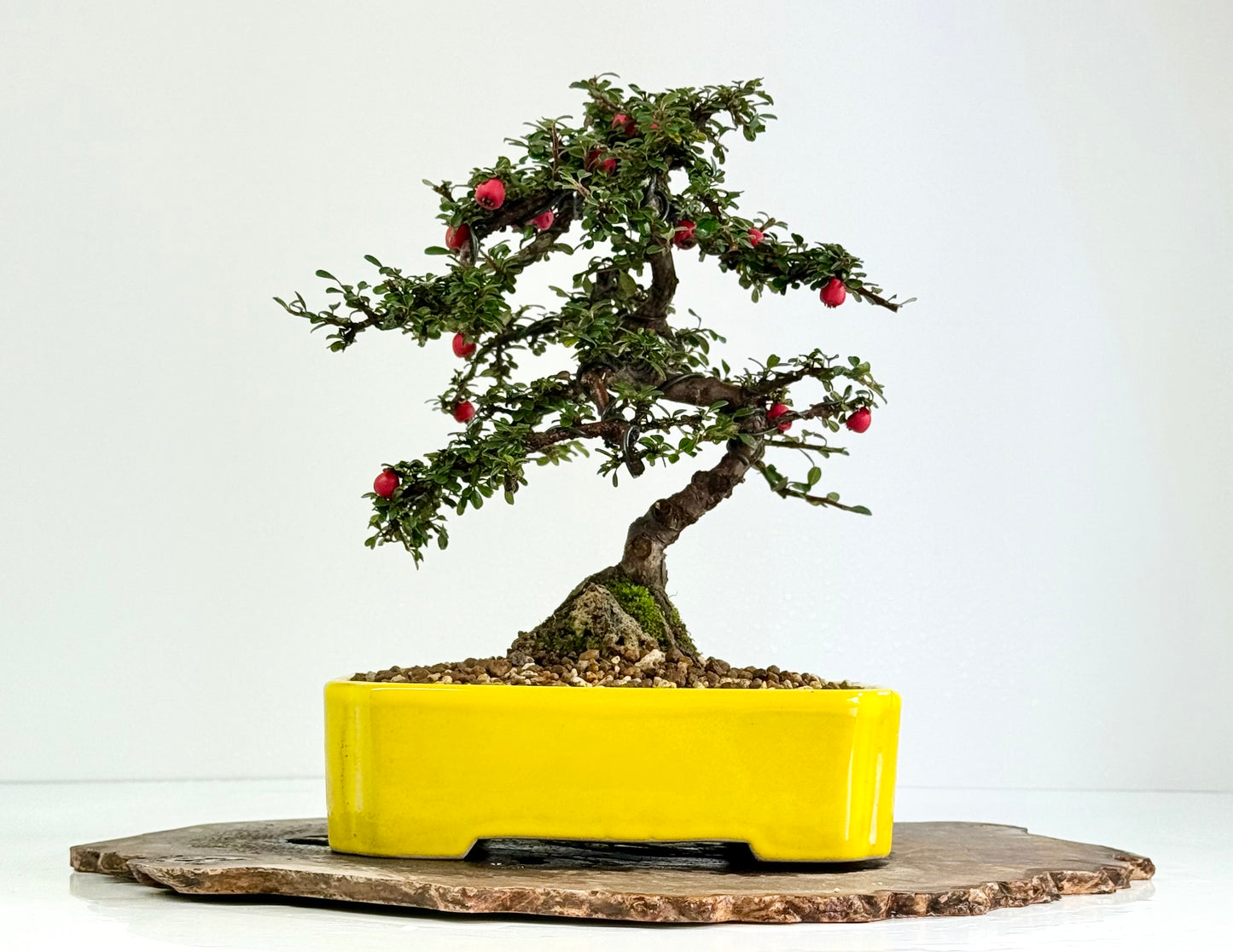 Cotoneaster on rock flowering bonsai tree 28cm