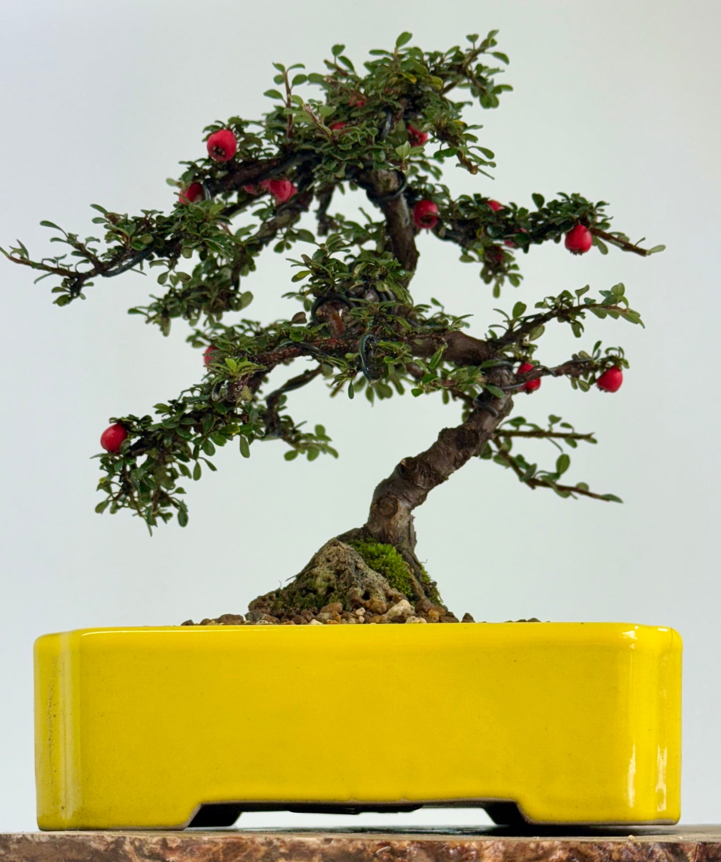 Cotoneaster on rock flowering bonsai tree 28cm