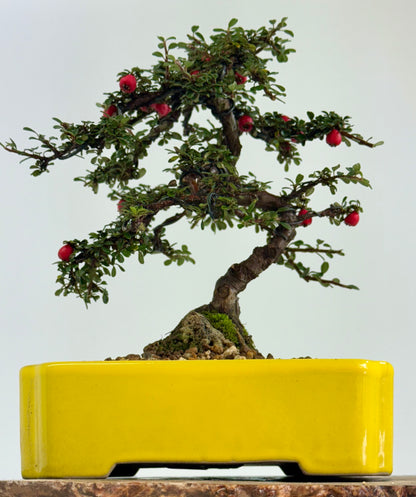 Cotoneaster on rock flowering bonsai tree 28cm