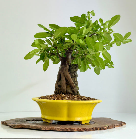 Pyracanthra on Rock flowering bonsai tree 33cm.